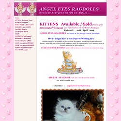 KITTENS Available / Sold - ANGEL EYES RAGDOLLS