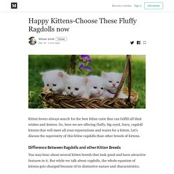 Happy Kittens-Choose These Fluffy Ragdolls now
