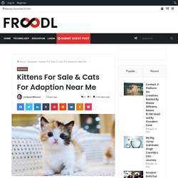 Kittens For Sale & Cats For Adoption Near Me – Froodl