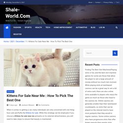 Kittens For Sale Near Me : How To Pick The Best One - Shale-World.Com