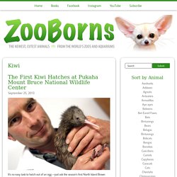 ZooBorns: Kiwi