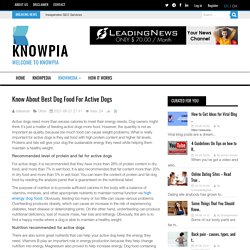 Know About Best Dog Food For Active Dogs Knowpia