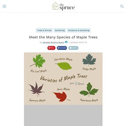 Get to Know a Variety of Maple Tree Species