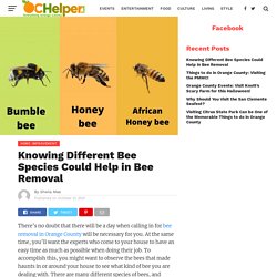 Knowing Different Bee Species Could Help in Bee Removal