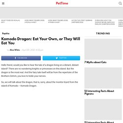 Komodo Dragon: Eat Your Own, or They Will Eat You - PetTime