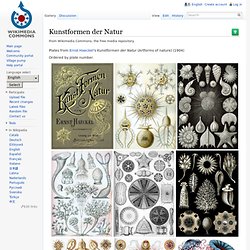 Illustrations Haeckel