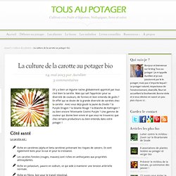 La culture de la carotte au potager bio