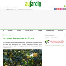 La culture des agrumes en France