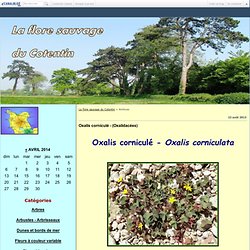 La flore sauvage du Cotentin - Page 1 - La flore sauvage du Cotentin