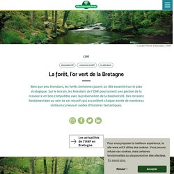 La forêt, l'or vert de la Bretagne