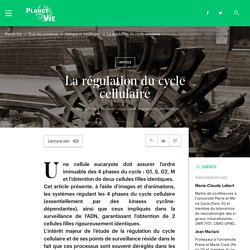 La régulation du cycle cellulaire