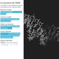La structure de l'ADN