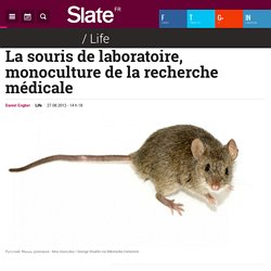 La souris de laboratoire, monoculture de la recherche médicale