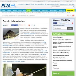 Cats in Laboratories