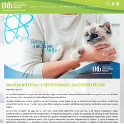 Manejo integral y recepción del cachorro felino – Laboratorio Homeopático Alemán