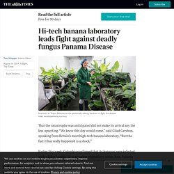 THETIMES_CO_UK 16/08/19 Hi-tech banana laboratory leads fight against deadly fungus Panama Disease