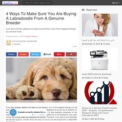 4 Ways To Make Sure You Are Buying A Labradoodle From A Genuine Breeder