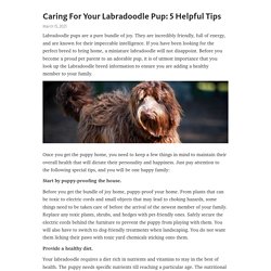 Caring For Your Labradoodle Pup: 5 Helpful Tips