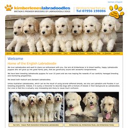 Labradoodle puppies for sale : Kimberlenes Labradoodles