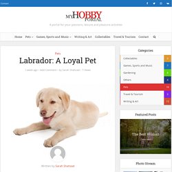 Labrador: A Loyal Pet - My Hobby Portal