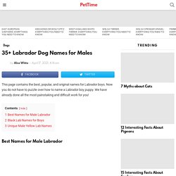 35+ Labrador Dog Names for Males - PetTime