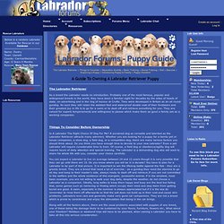 Labrador Puppy Guide