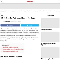45+ Labrador Retriever Names for Boys - PetTime
