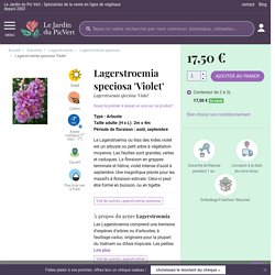 Lagerstroemia speciosa 'Violet' - Lagerstroemia speciosa