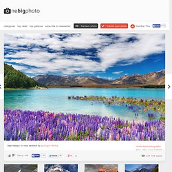 lake tekapo - new zealand