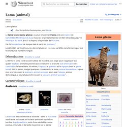 Lama (animal)