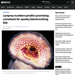 Lamprey numbers predict promising comeback for spooky blood-sucking fish