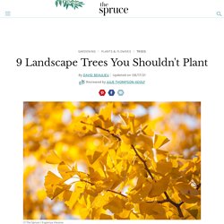 9 Landscape Trees to Avoid—and Alternative Choices