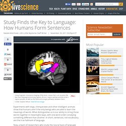 Study Finds the Key to Language: How Humans Form Sentences