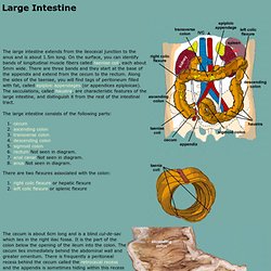 Large Intestine