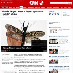 World's largest aquatic insect specimen found in China