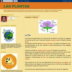 LAS PLANTAS: FLORES Y FRUTO
