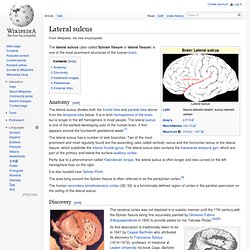 Lateral sulcus