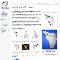 Lateral border of the scapula