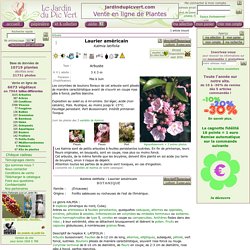 Kalmia latifolia - Laurier américain