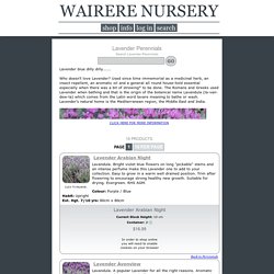Lavender Perennials at Wairere Nursery - Buy Online