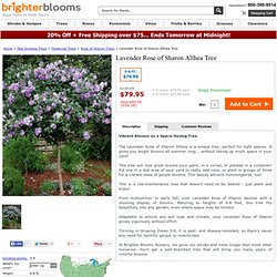 Lavender Rose of Sharon Hibiscus Tree