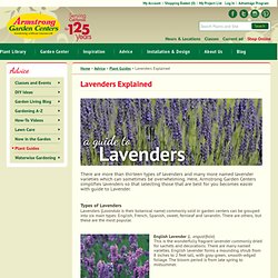 Lavenders Explained: A Guide to the most popular Lavandulas / Armstrong Garden Centers