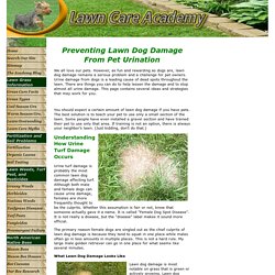 Lawn Dog Damage Prevention and Repair