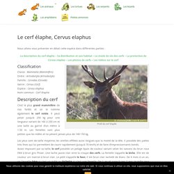 CERF ELAPHE, Cervus elaphus