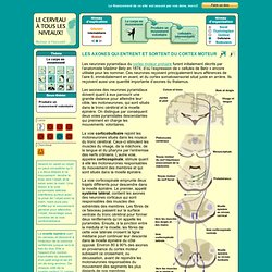 les neurones pyramidaux/voies cortico-spinales
