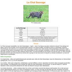 Le Chat Sauvage