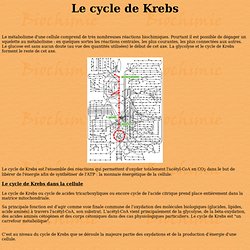 Le cycle de Krebs