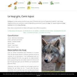 LOUP GRIS, Canis lupus