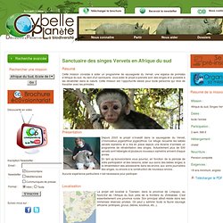 Sanctuaire des singes Vervets en Afrique du sud