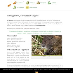 RAGONDIN, Myocastor coypus
